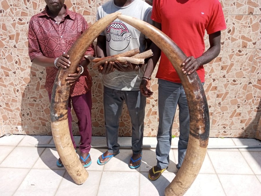 Côte d’Ivoire/ Yamoussoukro: Trois présumés trafiquants d’ivoires d’éléphants interpellés avec 6 défenses d’éléphants