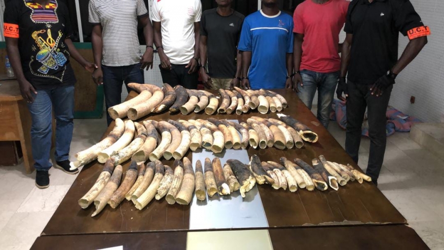 Trafic d’espèces protégées en Côte d’Ivoire: Plus de 4 tonnes d’écailles de pangolins et près de 800 kg d’ivoires saisis en 6 ans, l’appel de l’ONG EAGLE-Côte d’Ivoire