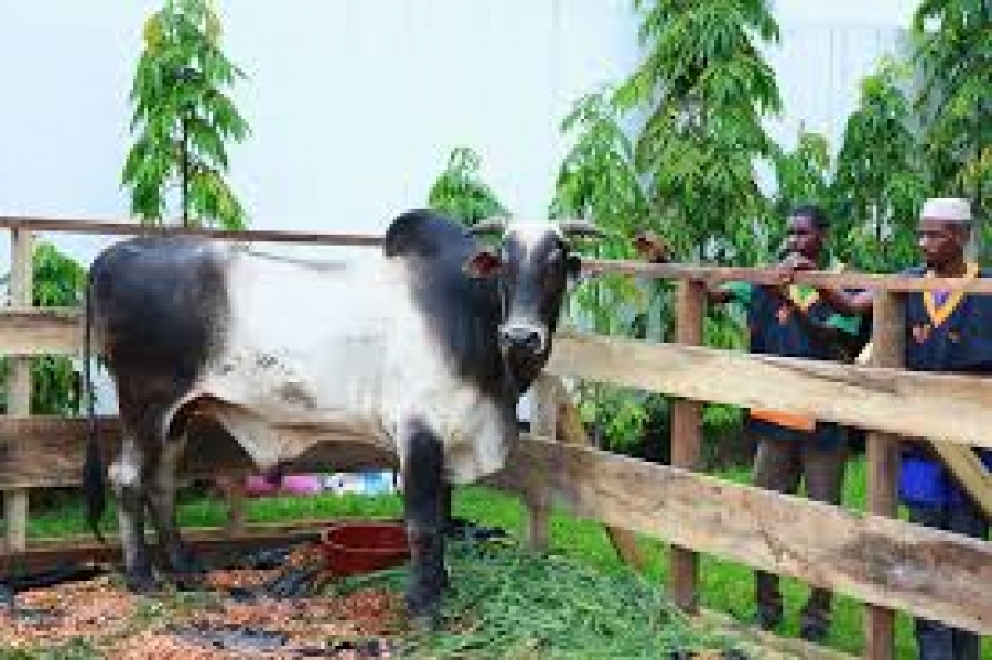 Côte d'Ivoire/La 3ème édition du SELAB LIVESTOCK SHOW : les acteurs du secteur de l'élevage se retrouvent au Parc des expositions d'Abidjan
