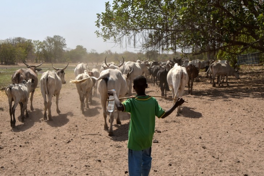 Côte d’Ivoire : Un jeune berger retrouvé mort décapité à Sélilékaha