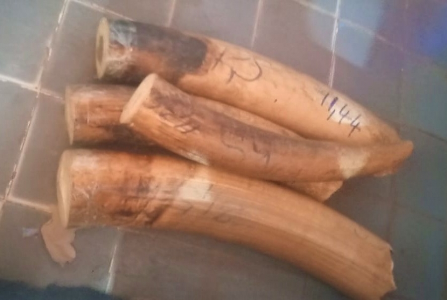 Trafic d’animaux : Des ivoires marqués saisis à Korhogo, 3 trafiquants interpellés dont un homme de médias