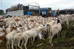 Côte d’Ivoire-Tabaski 2025 : le Sud-Comoé s’impose avec son marché géant de petits ruminants