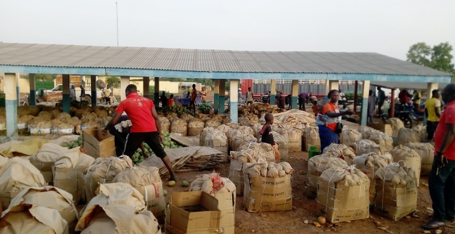 Economie: Un nouveau commerce juteux de mangues à Sinematiali