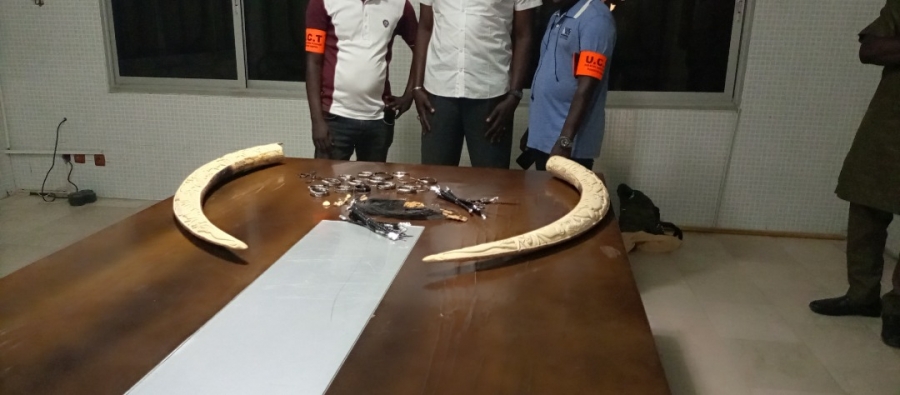 Côte d’Ivoire : Un trafiquant d’ivoire et de poils d’éléphant mis aux arrêts à Treichville