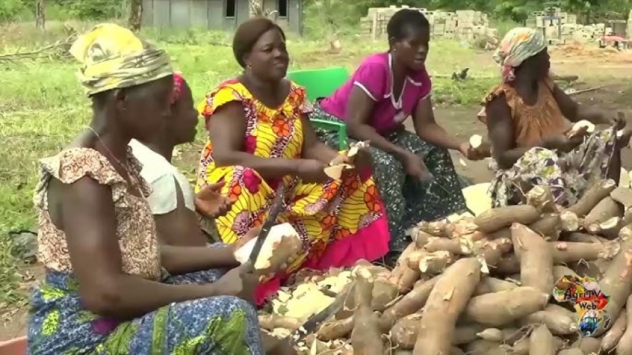 Côte d'Ivoire/Manioc : des chercheurs invitent à la certification des semences
