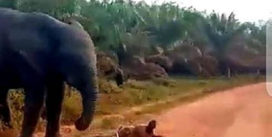 Grand-Lahou : Un éléphant sème la terreur sur l’axe Yocoboué-Divo