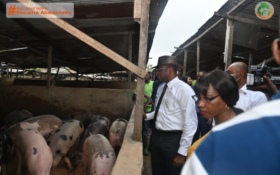 Côte d’Ivoire : 35 porcs reproducteurs importés de France pour l’augmentation de la population porcine ivoirienne