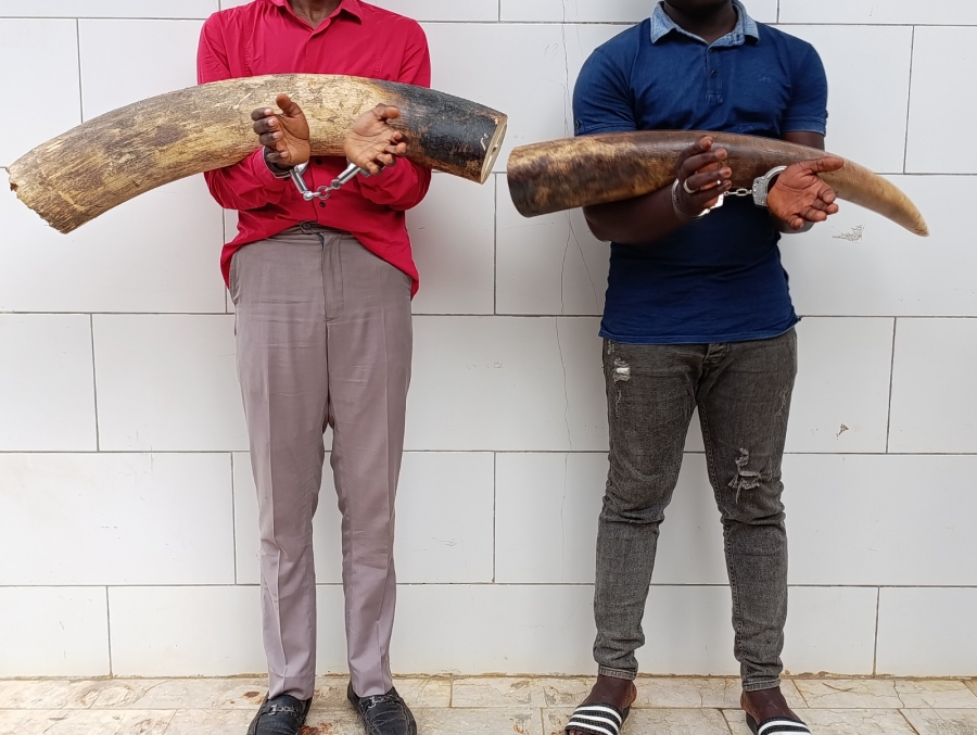 Côte d’Ivoire : deux personnes interpellées à Divo avec plus de 30 kg d’ivoires en provenance du Libéria
