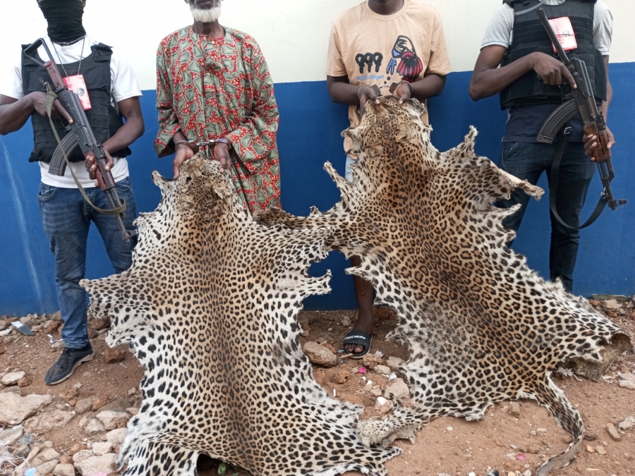 Côte d&#039;Ivoire : deux présumés trafiquants d’animaux interpellés avec 3 peaux de panthères  à Bouna