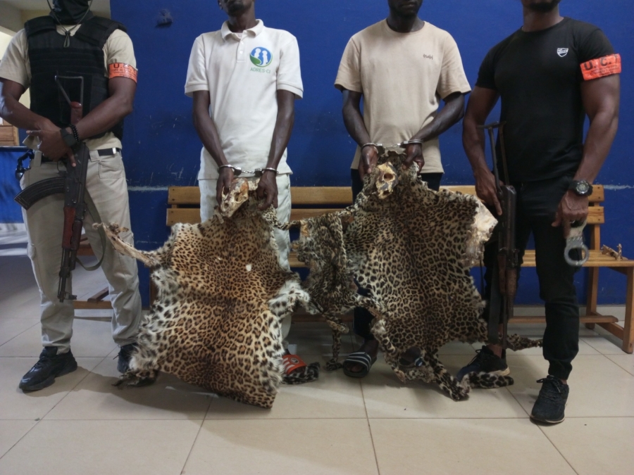 Côte d'Ivoire : deux présumés trafiquants d’animaux interpellés avec 2 crânes et 3 peaux de panthère à Bondoukou
