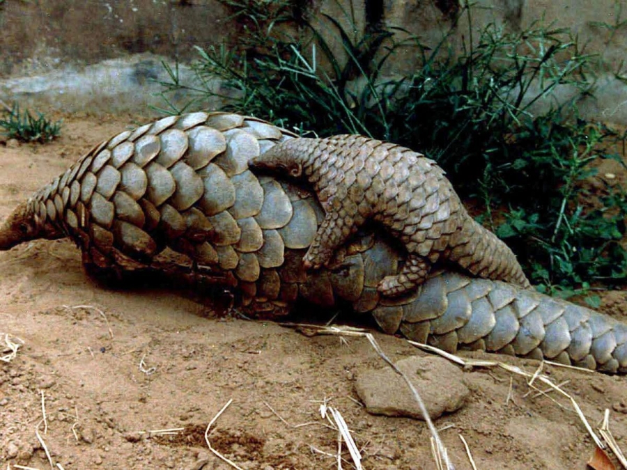 Côte d’Ivoire : La difficile lutte pour la préservation des pangolins