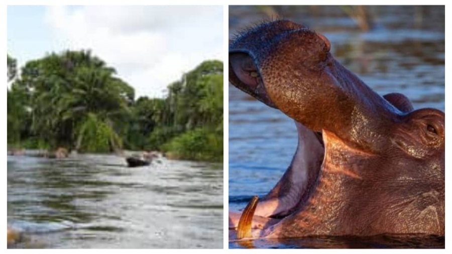 Côte d’Ivoire : un hippopotame fait chavirer une pirogue, 11 personnes portées disparues