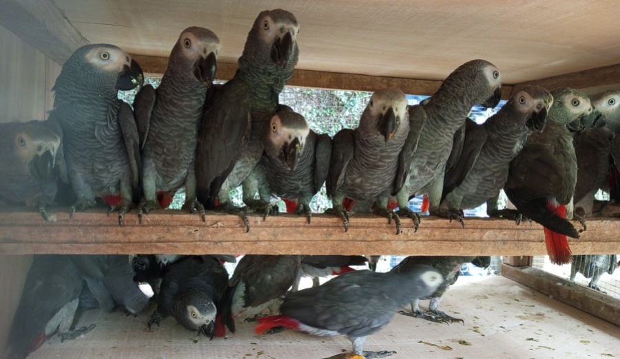 Trafic d’espèces protégées : Un vaste réseau de trafiquants de perroquets entre Dakar et Abidjan démantelé, 5 personnes interpellés avec 126 perroquets