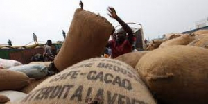 Filière cacao : la Côte d’Ivoire et le Ghana déterminés à améliorer les revenus des planteurs