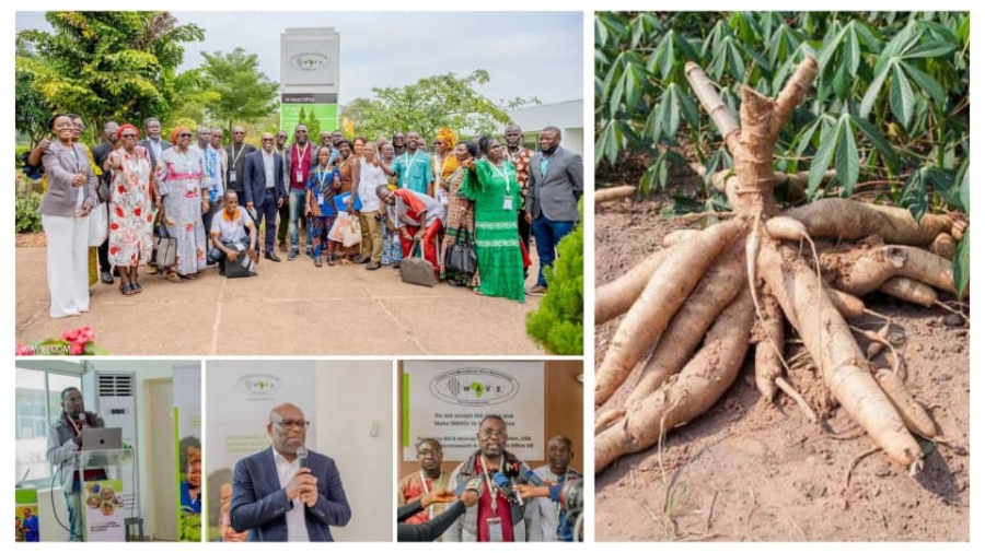 Côte d’Ivoire : le Centre WAVE se positionne comme un partenaire clé pour relever le défi de l’autosuffisance en manioc