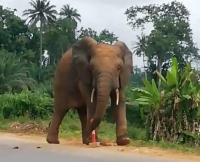 Côte d'Ivoire : L’éléphant “Ahmed” capturé à Guitry, sa prochaine destination