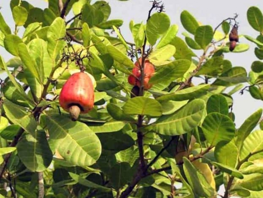 Côte d'Ivoire/Agriculture : le gouvernement fixe à 5 % le droit unique de sortie sur la noix de cajou
