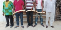 Côte d’Ivoire : 5 présumés trafiquants interpellés à Anyama et à Abobo avec 3 ivoires d’éléphants