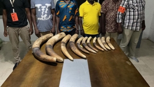Côte d’Ivoire : Arrestation de 4 présumés trafiquants avec 11 pointes d’ivoire