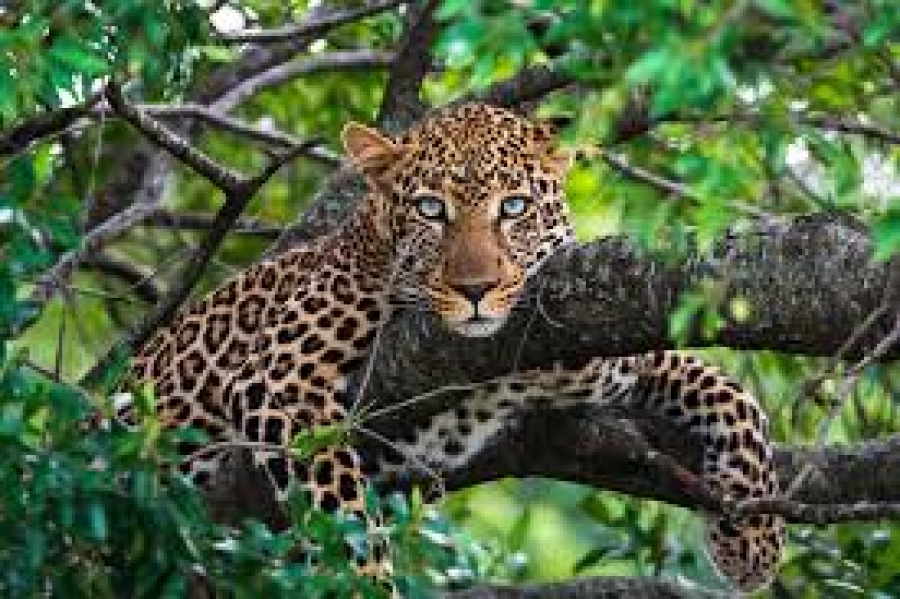 Côte d’Ivoire : le parc national de la Comoé abrite l’une des plus grandes populations de léopards de la sous-région